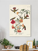 Mango Hummingbird Iii Wall Art -John James Audubon Designs