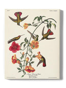Mango Hummingbird Iii Wall Art -John James Audubon Designs