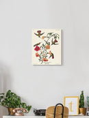 Mango Hummingbird Iii Wall Art -John James Audubon Designs