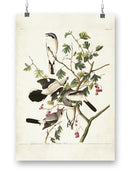 Great Cinereous Shrike Wall Art -John James Audubon Designs