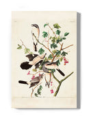 Great Cinereous Shrike Wall Art -John James Audubon Designs