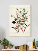 Great Cinereous Shrike Wall Art -John James Audubon Designs
