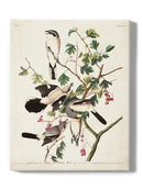 Great Cinereous Shrike Wall Art -John James Audubon Designs