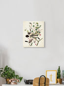 Great Cinereous Shrike Wall Art -John James Audubon Designs