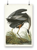 Great Blue Heron Wall Art -John James Audubon Designs