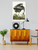 Great Blue Heron Wall Art -John James Audubon Designs