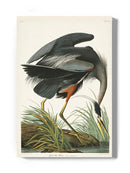 Great Blue Heron Wall Art -John James Audubon Designs