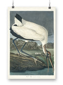Wood Ibis Wall Art -John James Audubon Designs