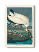 Wood Ibis Wall Art -John James Audubon Designs