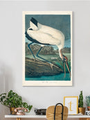 Wood Ibis Wall Art -John James Audubon Designs