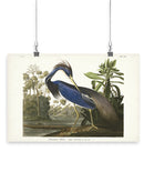 Louisiana Heron Wall Art -John James Audubon Designs