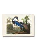 Louisiana Heron Wall Art -John James Audubon Designs