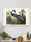 Louisiana Heron Wall Art -John James Audubon Designs