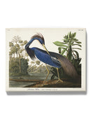 Louisiana Heron Wall Art -John James Audubon Designs