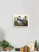 Louisiana Heron Wall Art -John James Audubon Designs