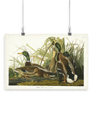 Mallard Ducks Wall Art -John James Audubon Designs