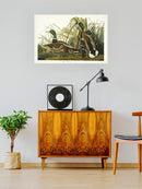 Mallard Ducks Wall Art -John James Audubon Designs