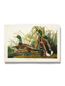 Mallard Ducks Wall Art -John James Audubon Designs