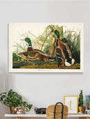 Mallard Ducks Wall Art -John James Audubon Designs