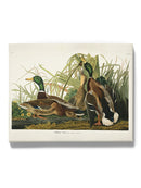 Mallard Ducks Wall Art -John James Audubon Designs