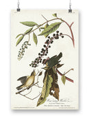 Worm-eating Warbler Wall Art -John James Audubon Designs