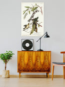 Worm-eating Warbler Wall Art -John James Audubon Designs