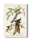 Worm-eating Warbler Wall Art -John James Audubon Designs
