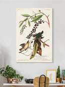 Worm-eating Warbler Wall Art -John James Audubon Designs