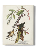 Worm-eating Warbler Wall Art -John James Audubon Designs