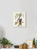 Worm-eating Warbler Wall Art -John James Audubon Designs