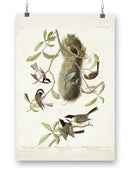 Crested Titmouse. Wall Art -John James Audubon Designs