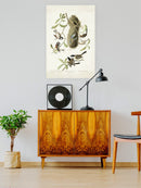 Crested Titmouse. Wall Art -John James Audubon Designs