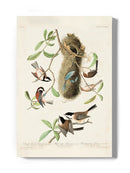 Crested Titmouse. Wall Art -John James Audubon Designs