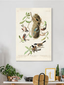 Crested Titmouse. Wall Art -John James Audubon Designs