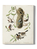 Crested Titmouse. Wall Art -John James Audubon Designs