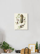 Crested Titmouse. Wall Art -John James Audubon Designs