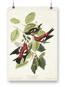 White-winged Crossbill Wall Art -John James Audubon Designs