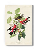 White-winged Crossbill Wall Art -John James Audubon Designs