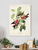 White-winged Crossbill Wall Art -John James Audubon Designs