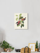 White-winged Crossbill Wall Art -John James Audubon Designs