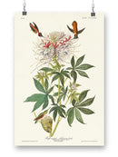 Ruff-necked Hummingbirds Wall Art -John James Audubon Designs