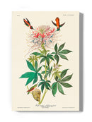 Ruff-necked Hummingbirds Wall Art -John James Audubon Designs