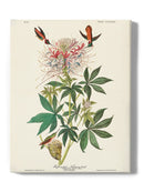 Ruff-necked Hummingbirds Wall Art -John James Audubon Designs