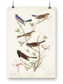 Lazuli Finch Birds Wall Art -John James Audubon Designs