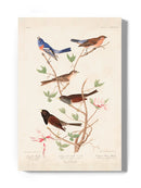 Lazuli Finch Birds Wall Art -John James Audubon Designs