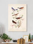 Lazuli Finch Birds Wall Art -John James Audubon Designs