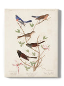 Lazuli Finch Birds Wall Art -John James Audubon Designs