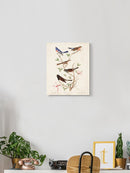 Lazuli Finch Birds Wall Art -John James Audubon Designs