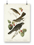 Little Tawny Thrush Wall Art -John James Audubon Designs