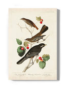 Little Tawny Thrush Wall Art -John James Audubon Designs